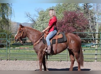 American Quarter Horse, Klacz, 7 lat, 157 cm, Kasztanowatodereszowata