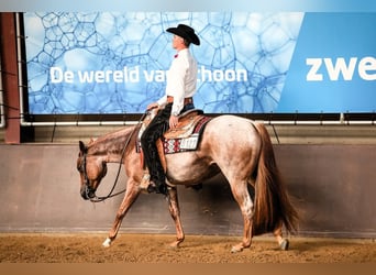 American Quarter Horse, Klacz, 7 lat, 159 cm, Kasztanowatodereszowata