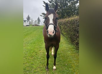 American Quarter Horse, Klacz, 7 lat, 160 cm, Ciemnokasztanowata