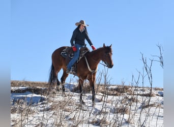 American Quarter Horse, Klacz, 7 lat, 160 cm, Gniada