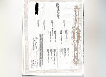 American Quarter Horse, Klacz, 7 lat, 160 cm, Izabelowata
