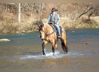 American Quarter Horse, Klacz, 7 lat, 160 cm, Jelenia