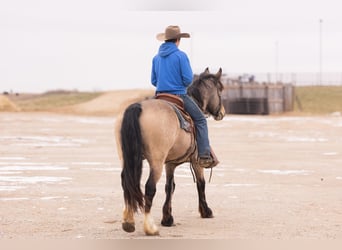 American Quarter Horse Mix, Klacz, 7 lat, 160 cm, Jelenia