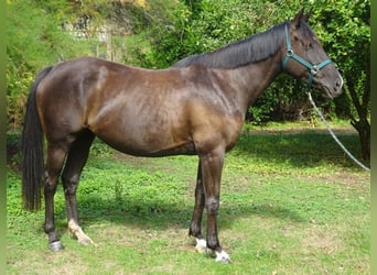 American Quarter Horse, Klacz, 7 lat, 163 cm, Kara