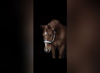 American Quarter Horse, Klacz, 7 lat, 163 cm, Kasztanowata