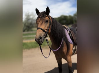 American Quarter Horse, Klacz, 7 lat, 173 cm, Jelenia
