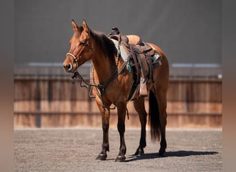 American Quarter Horse, Klacz, 7 lat, Bułana