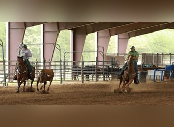 American Quarter Horse, Klacz, 7 lat, Cisawa