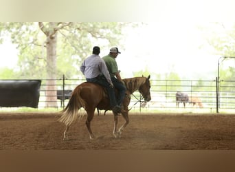 American Quarter Horse, Klacz, 7 lat, Cisawa