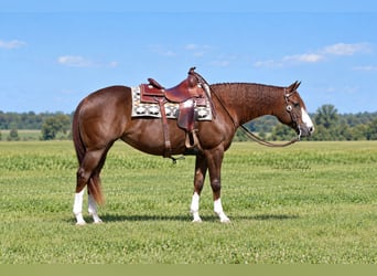 American Quarter Horse, Klacz, 7 lat, Cisawa