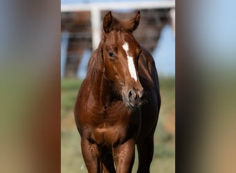 American Quarter Horse, Klacz, 7 lat, Gniada