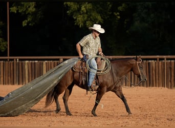 American Quarter Horse, Klacz, 7 lat, Gniada
