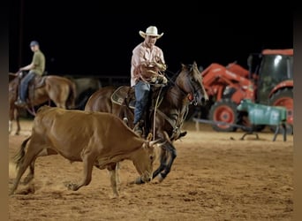 American Quarter Horse, Klacz, 7 lat, Gniada