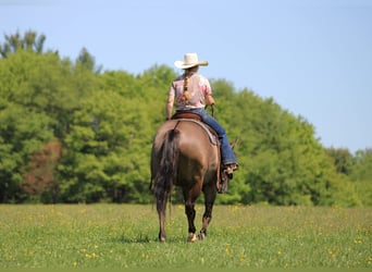 American Quarter Horse, Klacz, 7 lat, Grullo