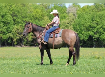 American Quarter Horse, Klacz, 7 lat, Grullo