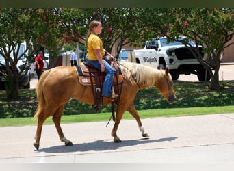 American Quarter Horse, Klacz, 7 lat, Izabelowata