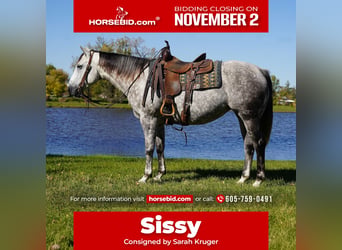 American Quarter Horse, Klacz, 7 lat, Siwa