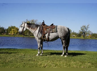 American Quarter Horse, Klacz, 7 lat, Siwa