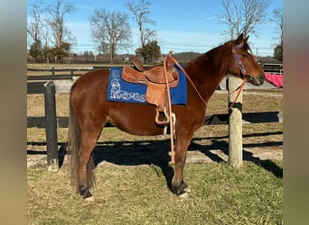 American Quarter Horse, Klacz, 8 lat, 135 cm, Gniada