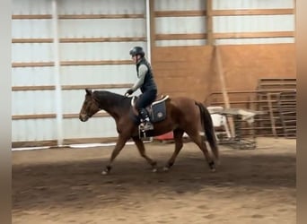 American Quarter Horse, Klacz, 8 lat, 135 cm, Gniada