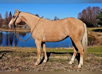 American Quarter Horse, Klacz, 8 lat, 135 cm, Izabelowata