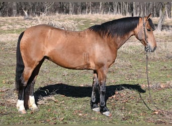 American Quarter Horse, Klacz, 8 lat, 137 cm, Bułana