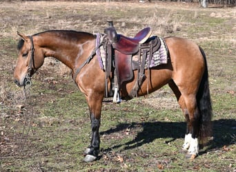 American Quarter Horse, Klacz, 8 lat, 137 cm, Bułana