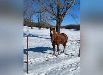 American Quarter Horse, Klacz, 8 lat, 142 cm, Ciemnokasztanowata