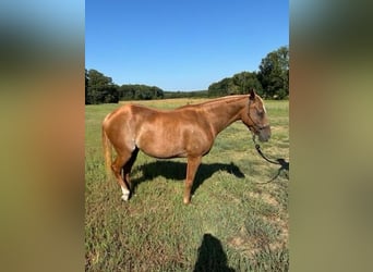 American Quarter Horse, Klacz, 8 lat, 142 cm, Ciemnokasztanowata