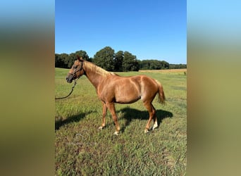 American Quarter Horse, Klacz, 8 lat, 142 cm, Ciemnokasztanowata