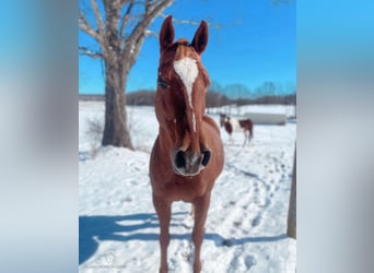 American Quarter Horse, Klacz, 8 lat, 142 cm, Ciemnokasztanowata