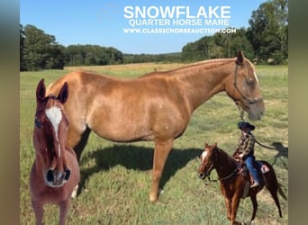 American Quarter Horse, Klacz, 8 lat, 142 cm, Ciemnokasztanowata