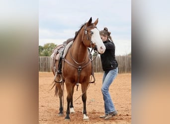 American Quarter Horse, Klacz, 8 lat, 142 cm, Gniada