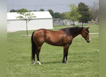 American Quarter Horse, Klacz, 8 lat, 142 cm, Gniada