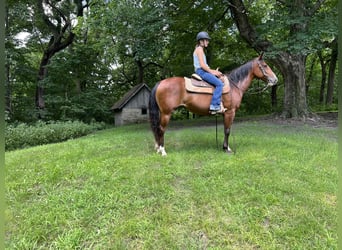American Quarter Horse, Klacz, 8 lat, 142 cm, Gniada