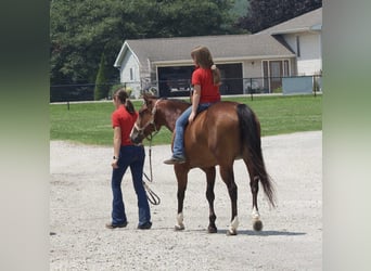 American Quarter Horse, Klacz, 8 lat, 142 cm, Gniada