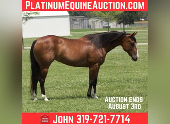 American Quarter Horse, Klacz, 8 lat, 142 cm, Gniada