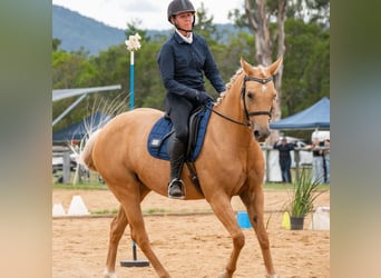 American Quarter Horse, Klacz, 8 lat, 142 cm, Izabelowata