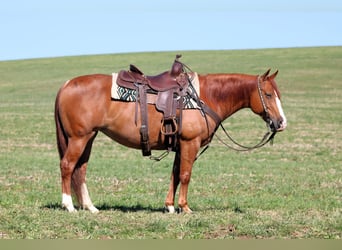 American Quarter Horse, Klacz, 8 lat, 145 cm, Cisawa