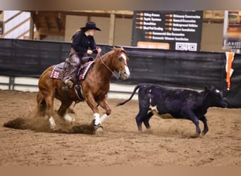 American Quarter Horse, Klacz, 8 lat, 145 cm, Cisawa