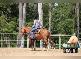 American Quarter Horse, Klacz, 8 lat, 145 cm, Cisawa