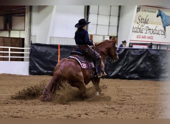 American Quarter Horse, Klacz, 8 lat, 145 cm, Cisawa