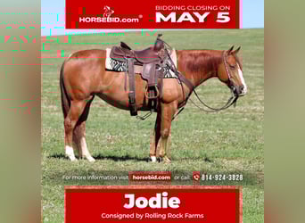 American Quarter Horse, Klacz, 8 lat, 145 cm, Cisawa