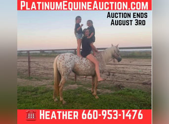 American Quarter Horse, Klacz, 8 lat, 145 cm, Izabelowata