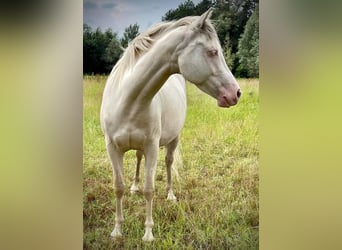 American Quarter Horse Mix, Klacz, 8 lat, 146 cm, Perlino
