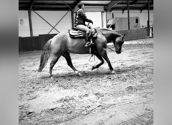 American Quarter Horse, Klacz, 8 lat, 147 cm, Bułana