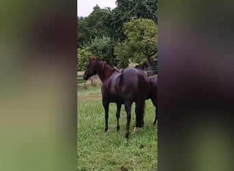 American Quarter Horse, Klacz, 8 lat, 147 cm, Ciemnokasztanowata