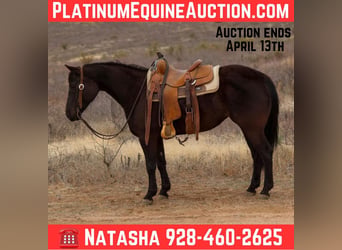 American Quarter Horse, Klacz, 8 lat, 147 cm, Kara