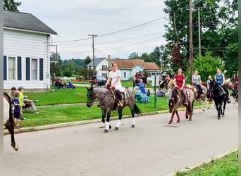American Quarter Horse, Klacz, 8 lat, 147 cm, Karodereszowata