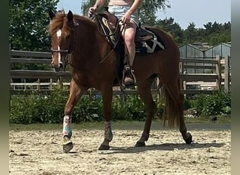 American Quarter Horse, Klacz, 8 lat, 147 cm, Kasztanowata